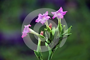 Three tobaco flowers in red and pink color on green background