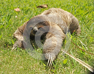 Three toe sloth crawling in grass, costa rica