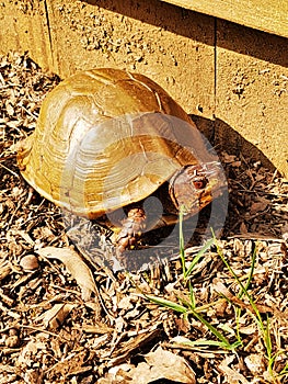 Three-toed box turtle