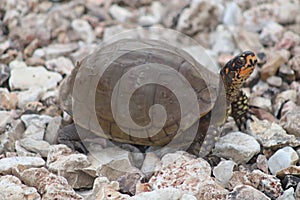 Three toed box turtle in Missouri photo