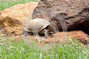 Three-toed box turtle, US