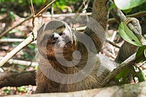 Three toed brown-throated sloth on the ground in the Atlantic forest