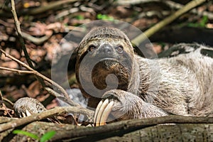 Three toed brown-throated sloth on the ground in the Atlantic forest