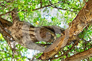 Three-toed or three-fingered sloths, arboreal neotropical mammals, Cartagena de Indias. Colombia wildlife animal photo