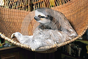 Three toed sloth photo