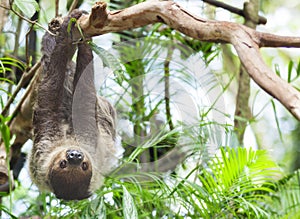 Three-toed Sloth