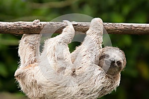 Three Toed Sloth