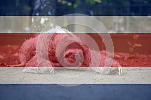 Three-toed sloth bear walking, with Costa Rica flag superimposed