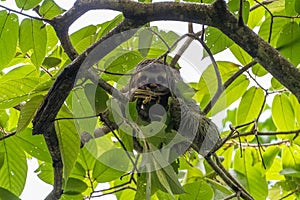 Three-toed Sloth (Bradypus infuscatus), taken in Costa Rica