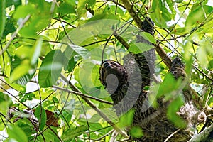 Three-toed Sloth (Bradypus infuscatus), taken in Costa Rica photo