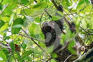 Three-toed Sloth (Bradypus infuscatus), taken in Costa Rica