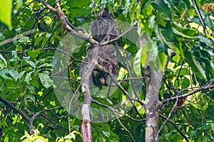 Three-toed Sloth (Bradypus infuscatus), taken in Costa Rica photo