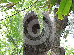 Three Toed Sloth Climbing a Tree