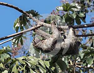 Three-toed Sloth climbing tree, Panama