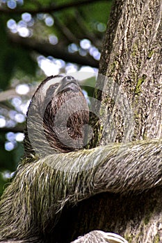 Three-toed sloth, Close-up photo