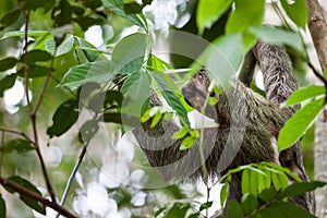 Three toed sloth in Costa Rica