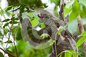 Three toed sloth in Costa Rica