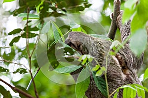 Three toed sloth in Costa Rica