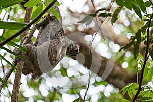 Three toed sloth in Costa Rica