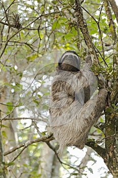Three-toed sloth, Costa Rica