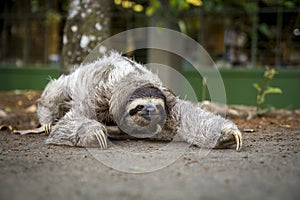 Three-toed sloth in Costa Rica. Animal of the tropical forest. Oso perezoso