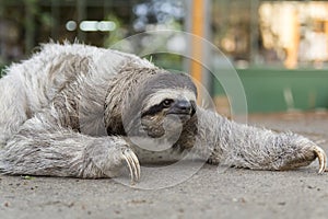 Three-toed sloth in Costa Rica photo