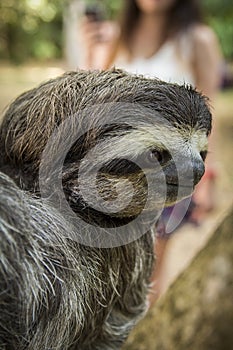 Three-toed sloth in Costa Rica. Animal of the tropical forest. Oso perezoso photo