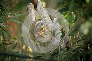 Three-toed sloth in Costa Rica photo