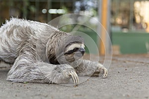 Three-toed sloth in Costa Rica photo