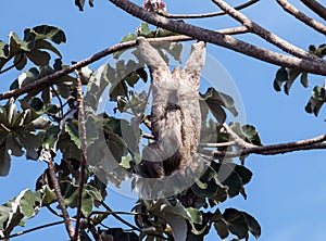 Three-toed Sloth feeding upside down, Panama