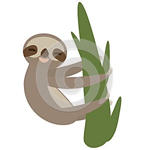 Three-toed sloth on green branch on white background. Vector