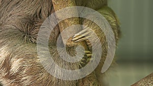 Three-toed Sloth hanging on small tree, Costa Rica