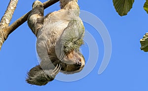 Three Toed Sloth hanging in a tree