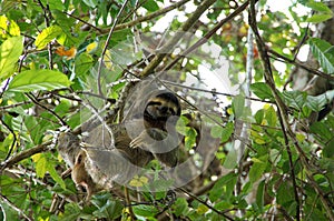 Three-toed sloth in the tree - Costa Rica photo