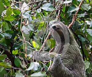 Three-Toed Sloth medium three quarter