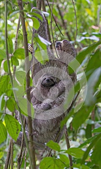 Three-toed Sloth mom and baby from Manuel Antonio, Costa Rica