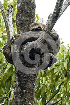 Three-toed Sloth order Pilosa, tree-dwelling mammal noted for its slowness of movement.