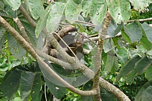 Three toed sloth resting over a branch close to Canopy Tower lodge, Panama photo