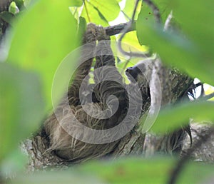Three-toed Sloth Sleeping in a Jungle Tree photo