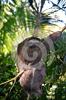 Three-toed sloth photo