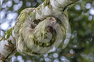 Three toed sloth in tree