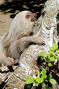 Three toed sloth on the tree photo