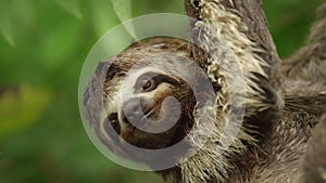three toed sloth on tree in a Amazon rainforest