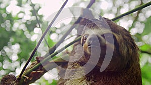 three toed sloth on tree in a Amazon rainforest