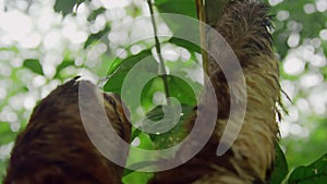 three toed sloth on tree in a Amazon rainforest