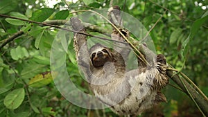 three toed sloth on tree in a Amazon rainforest