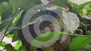 three toed sloth on tree in a Amazon rainforest