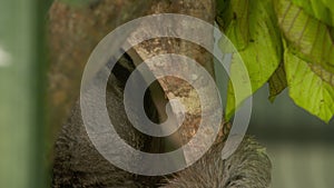 Three-toed sloth on Tree bark, Costa Rica Zoo