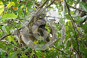 Three-toed sloth in the tree - Costa Rica