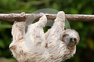 Three Toed Sloth photo
